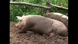 Dirty spanking on the farm